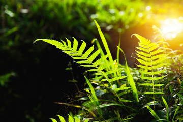 closeup green fern in forest with sunshine.