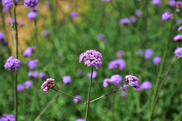 flowers in a field
