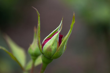 A new rose bud waiting to bloom in the garden