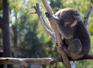 The Koala (Phascularctos cinereous) is an arboreal herbivorous marsupial native to Australia	