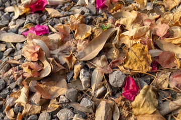  Dry leaves, flowers fall to the ground