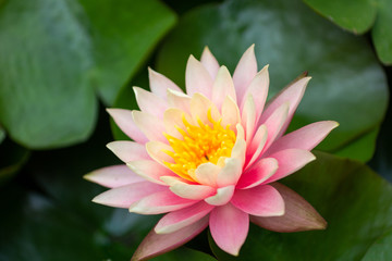 A water lily, and green leaves, in a pond