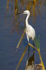 Image of Great Egret(Ardea alba) on the natural background. Heron, White Birds, Animal.