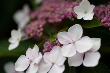 Obraz na płótnie Canvas White and fuchsia flowers together in the garden