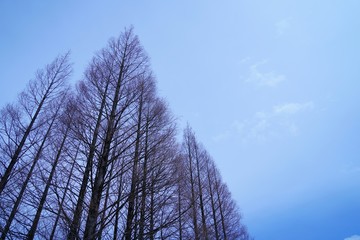 南阿蘇の落葉した冬のポプラ並木