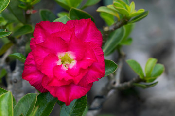 Image of a beautiful red azalea flowers in the garden. (Adenium)