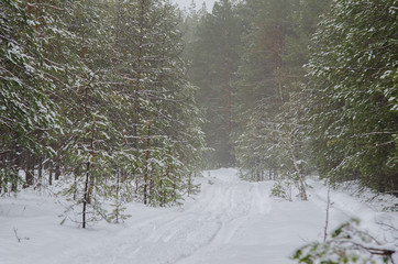 forest in winter