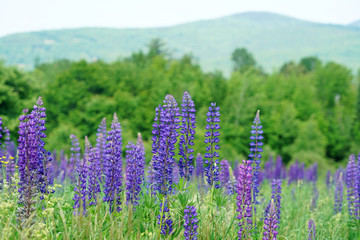 lupine blossom in spring in wild area with forest and green mountain