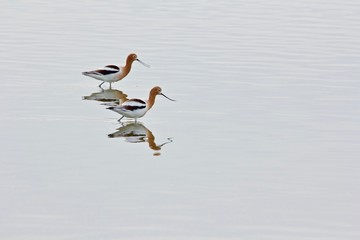 two american avocets wade shallow water at merced national wildlife sanctuary, san joaquin valley,...