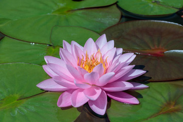 The Beautiful Pink Lotus Flower or Water Lily in the Pond