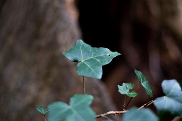 Springtime new leaf growth on tree with shallow depth of field 