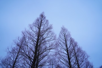 南阿蘇の落葉した冬のポプラ並木