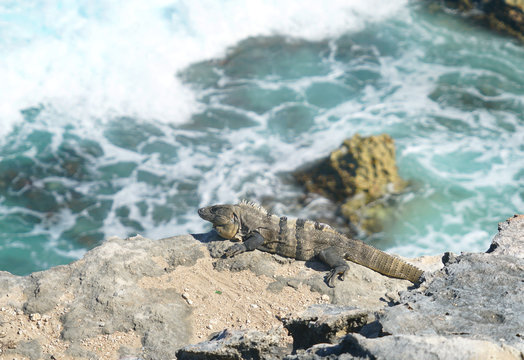 Single Wild Lizard On The Rock Above Sea