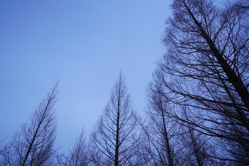 南阿蘇の落葉した冬のポプラ並木