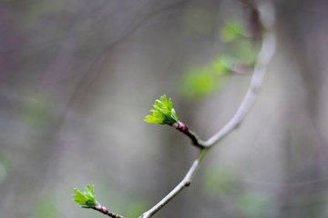 Springtime new leaf growth on tree with shallow depth of field 
