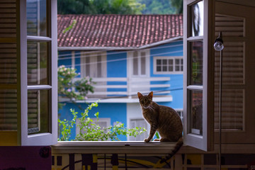 Brown tabby cat near a window