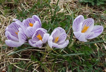 クロッカス