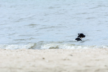 Black dog swimming on the sea