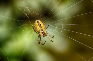 A spider knits a web.