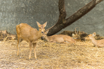 group of wild dear in the zoo ,Thailand. 