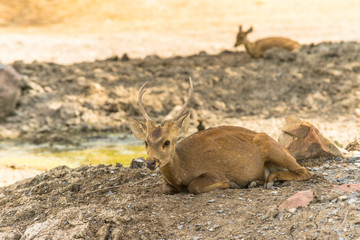 group of wild dear in the zoo ,Thailand. 