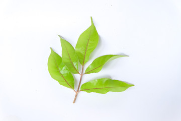 Cakra-cikri or polyscias fruticosa ming isproviding a wide range of medicinal applications; an...