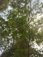 tree in forest