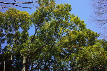 Obraz premium クスノキ