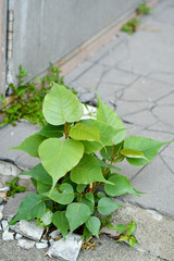 bo fig plant