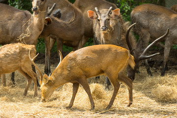group of wild dear in the zoo ,Thailand. 