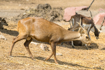 group of wild dear in the zoo ,Thailand. 