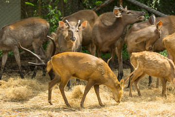 group of wild dear in the zoo ,Thailand. 
