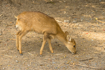 group of wild dear in the zoo ,Thailand. 