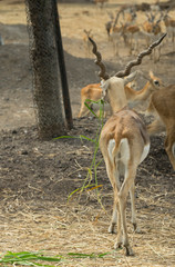 group of wild dear in the zoo ,Thailand. 