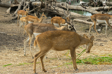Naklejka na ściany i meble group of wild dear in the zoo ,Thailand. 