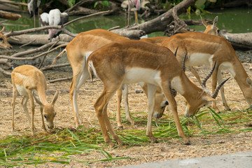 Naklejka na ściany i meble group of wild dear in the zoo ,Thailand. 