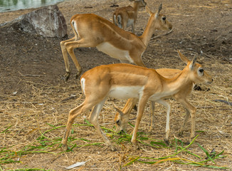 group of wild dear in the zoo ,Thailand. 