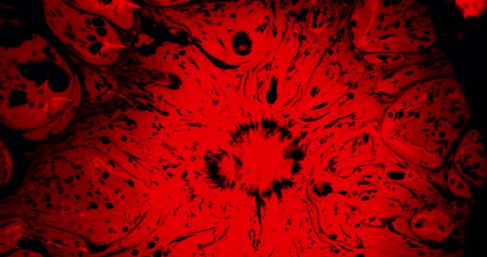 Development of Disease-Causing Virus. A drop of red ink drops on black paper and spread over it, creating a very nice spot with a stains. Filmed at a speed of 120fps