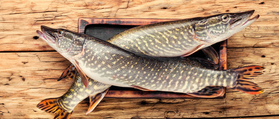 Fish pike on the kitchen board