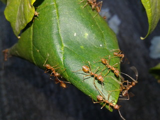 ant on leaf