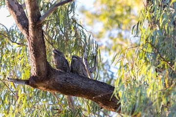 Tawny Frogmouth Owl Bird in tree Queensland Australia