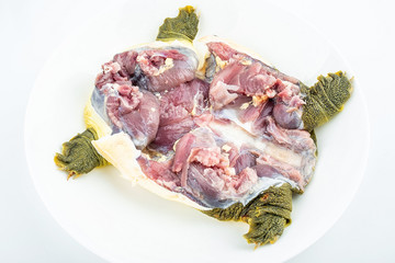 Slaughter cleaned turtle