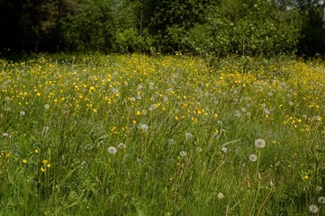 dandelions in a meadow