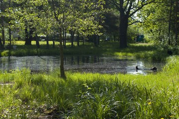 lake in the park