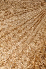 Un champs de blé après la moisson