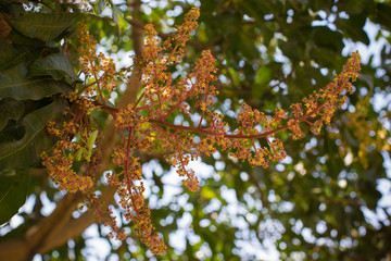 blooming mango and unripe little mango on a tree a healthy sweet and juicy Asian tropical fruit, a mantis in disguise on the branch