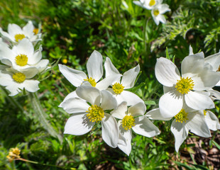 Pretty white mountain flowers in spring. Italian alps
