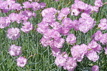 Blühende Nelken, Dianthus