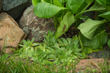 The green bush of bergenia and succulents grow among the stones.