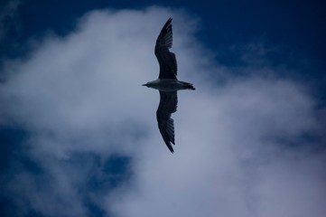 seagull flying in the sky
